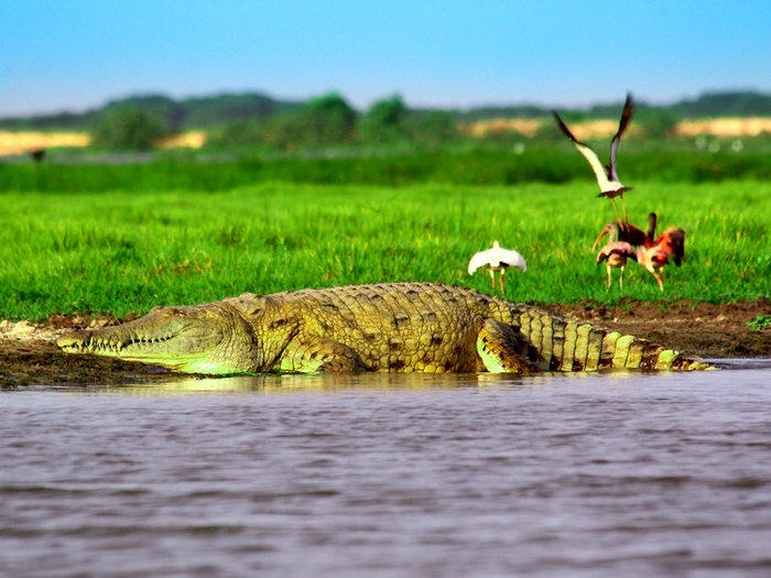 Orinoco crocodile - My, Zoology, South America, Crocodiles, Video, Youtube, Longpost, 