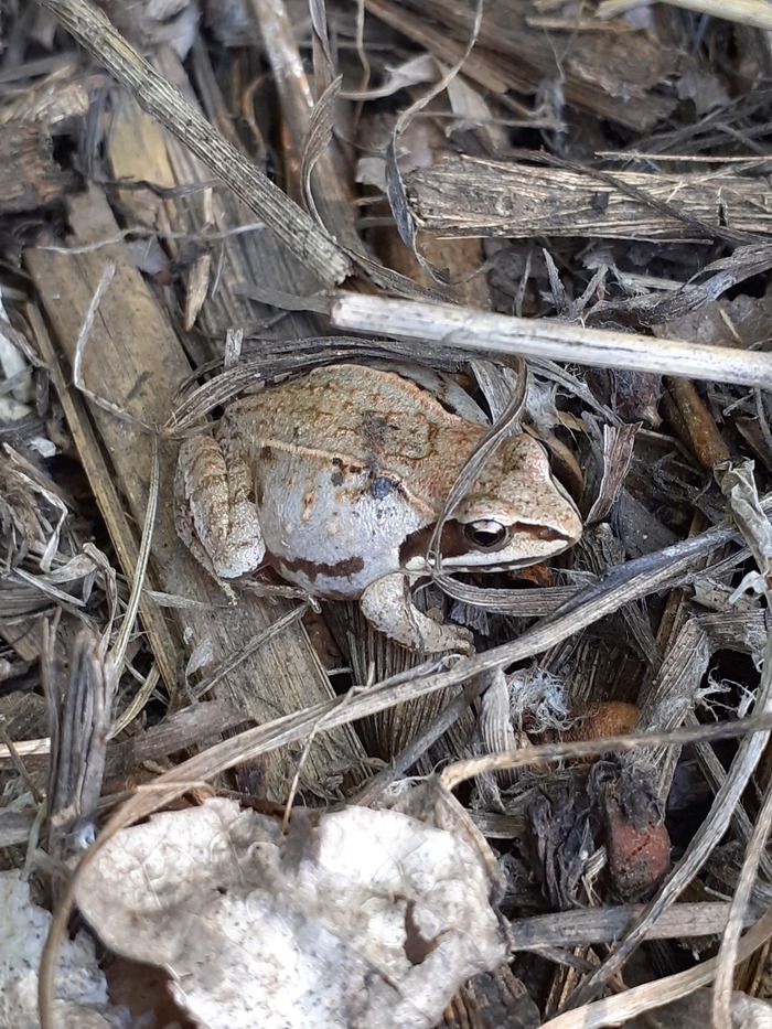 Ответ на пост «Удачная маскировка»