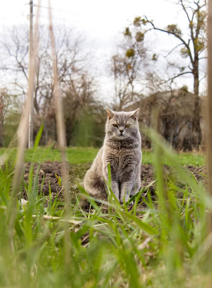 Spring portrait - My, cat, Pets, Scottish Straight, Spring, Nature, 