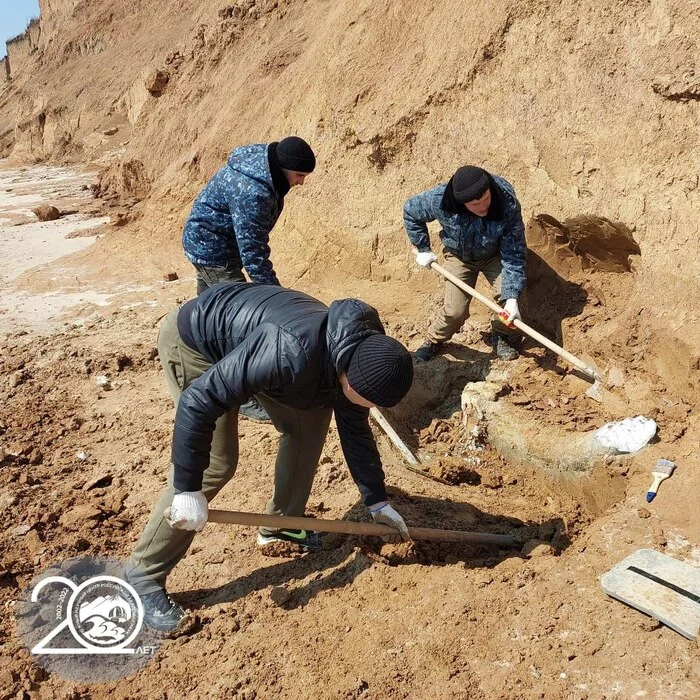 Continuation of excavations of the skeleton of a trogonterium mammoth on the shore of the Taganrog Bay - My, Sciencepro, Nauchpop, Research, Scientists, Mammoth, Paleontology, Biology, Mammoth tusks, Mammoth bone, 