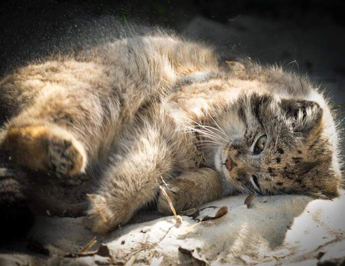 And stroke and scratch your belly weakly? - Pallas' cat, Small cats, Cat family, Fluffy, Pet the cat, Predatory animals, Wild animals, Zoo, England, Rare view, Red Book, Positive, Longpost, 