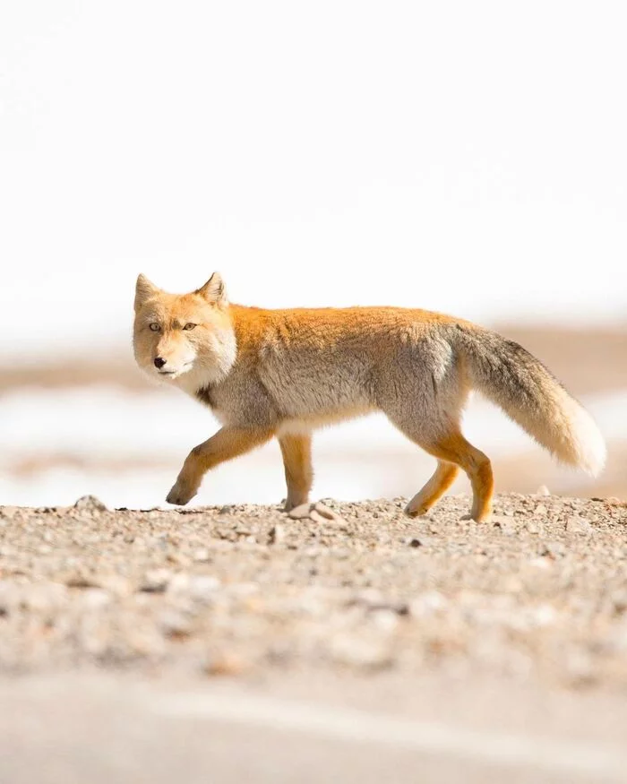 Tibetan fox - Tibetan fox, Fox, Canines, Predatory animals, Wild animals, wildlife, India, The photo, 