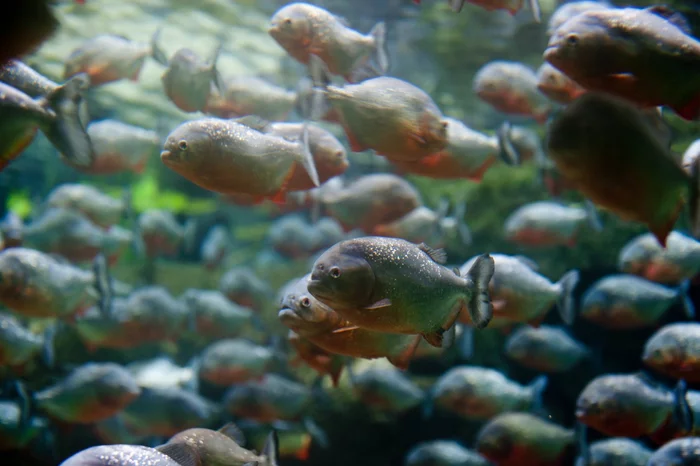 If you throw a piece of meat into a river with piranhas... - Piranha, A fish, Predatory animals, South America, wildlife, Dangerous animals, Video, Youtube, 