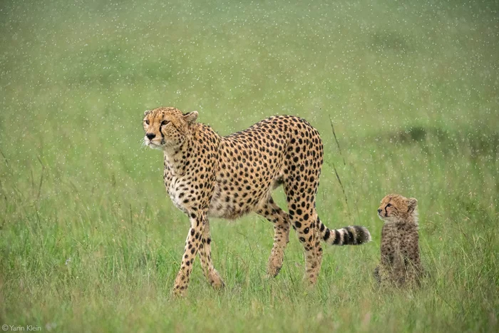 Under rain - Cheetah, Small cats, Cat family, Predatory animals, Wild animals, wildlife, Reserves and sanctuaries, Masai Mara, Africa, The photo, Rare view, Young, Rain