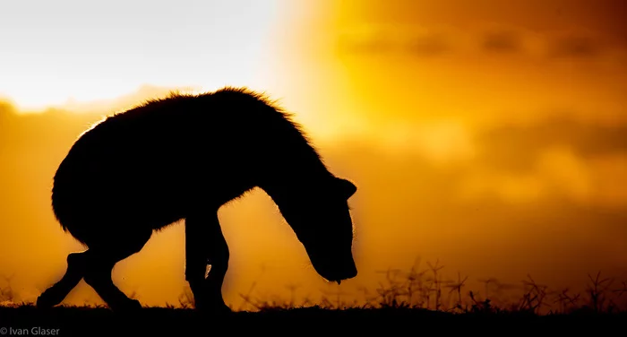 On the Sunset - Spotted Hyena, Hyena, Predatory animals, Wild animals, wildlife, Reserves and sanctuaries, Masai Mara, Africa, The photo, Sunset, Silhouette