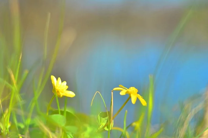 Spring - My, The photo, Beginning photographer, Bees, Flowers, Helios44-2