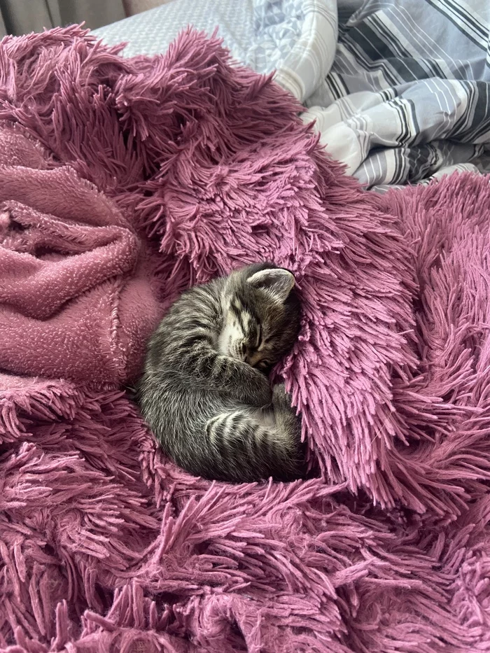 I'll show you my cat too. - My, Paws, cat, Kittens