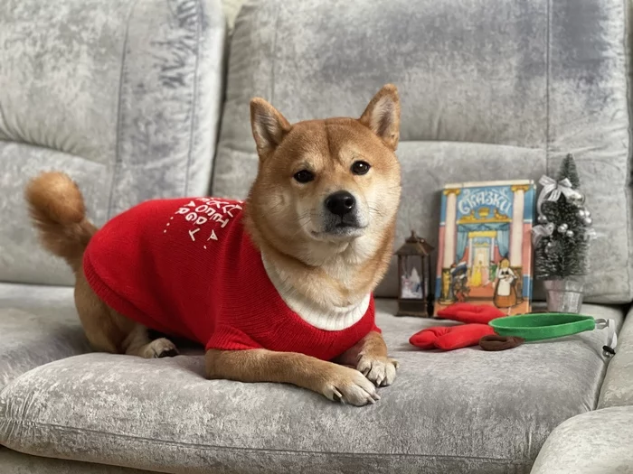 Show the dog! - My, Pets, Dog, Shiba Inu, Friend, The photo, Longpost