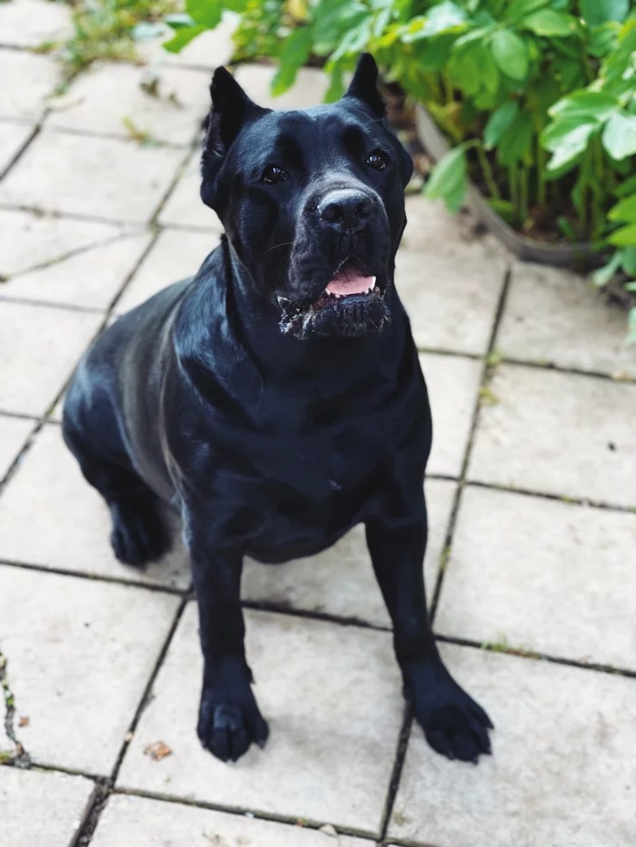 can a aidi and a cane corso be friends