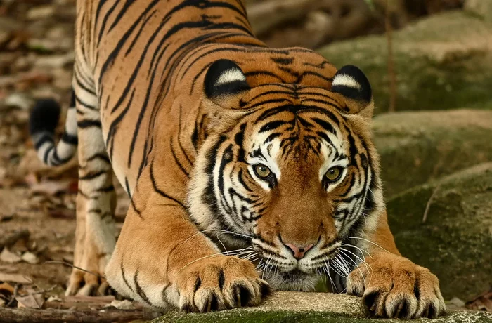 A large piece of fang rejoices - Bengal tiger, Mining, Rhinoceros, Nepal, National park, Chitwan, Southern Asia, wildlife, Wild animals, Big cats, Cat family, Tiger, Predatory animals