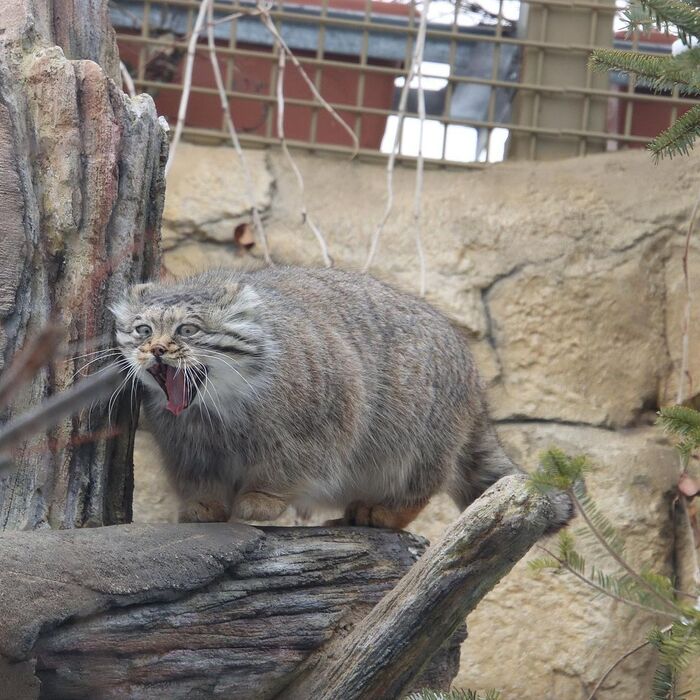 Are you really going to pet me?! - Pallas' cat, Small cats, Cat family, Fluffy, Pet the cat, Predatory animals, Wild animals, Yokohama, Japan, Zoo, Rare view, Red Book, Positive