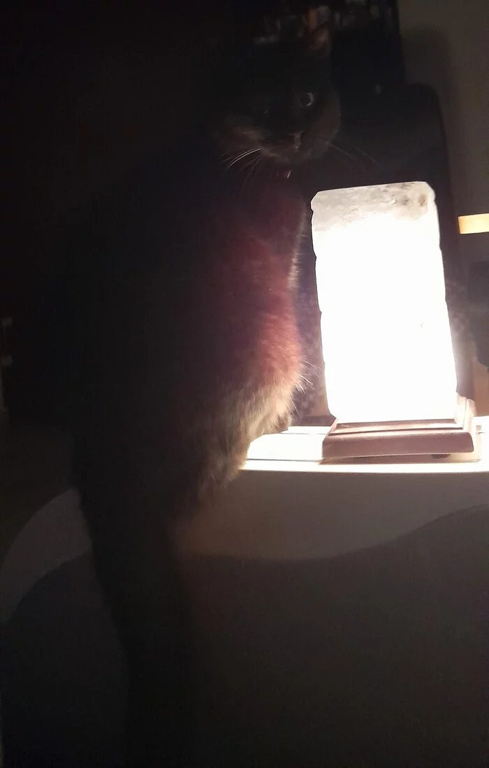 Black Darkness at the Lamp - My, cat, Pets, Milota