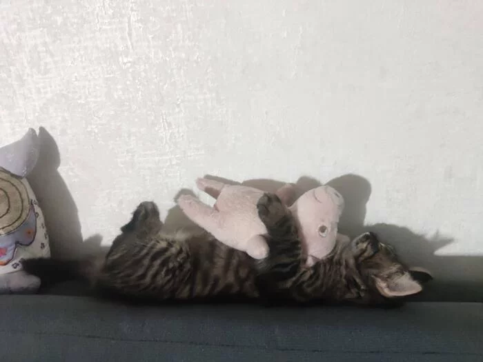 Grew, grew and grew - My, Boasting, cat, Pets, Dream, Longpost