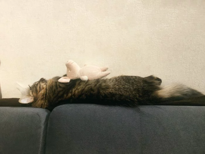Grew, grew and grew - My, Boasting, cat, Pets, Dream, Longpost