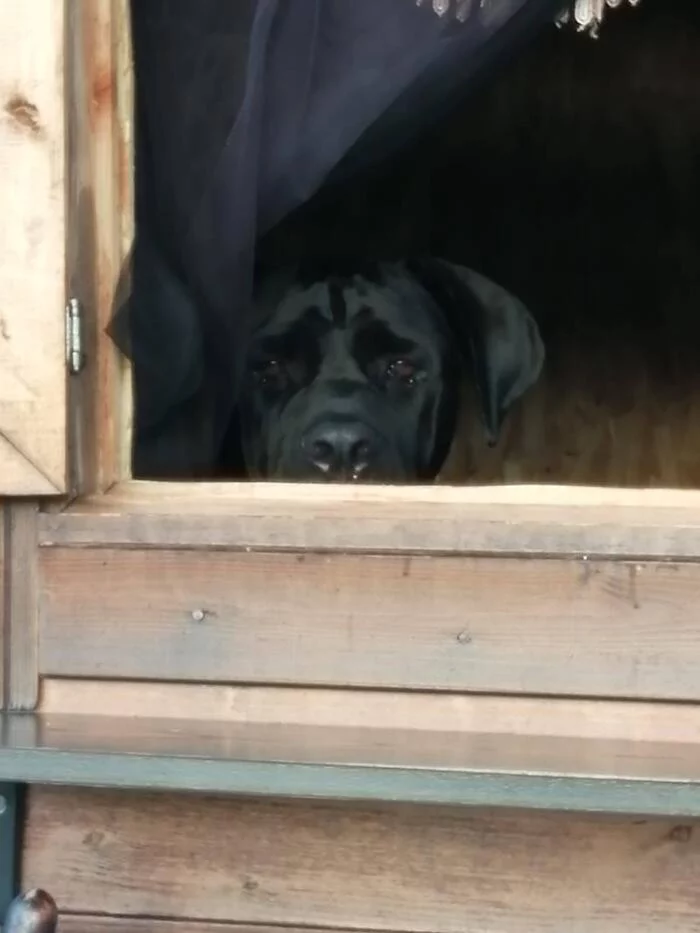 No one is here - My, Dog, Milota, The hobbit, Cane Corso, Storm of the Seas