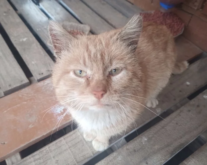 All covered with scars - absolutely all... - My, Moscow, Moscow region, Подмосковье, Troitsk, Krasnaya Pakhra, cat, Helping animals, Help, Homeless animals, No rating, Longpost, In good hands, Lost, Animal Rescue, The strength of the Peekaboo