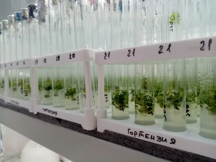 Plant cloning 1 - My, Cloning, Plants, Clones, Tomsk, The science, Saplings, Biotechnology, Longpost