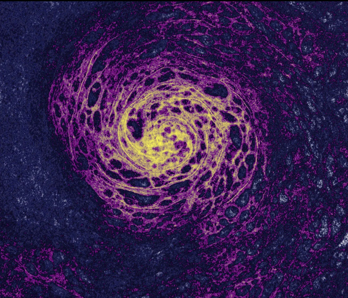 Лучшие научные снимки марта. Спиральные клетки