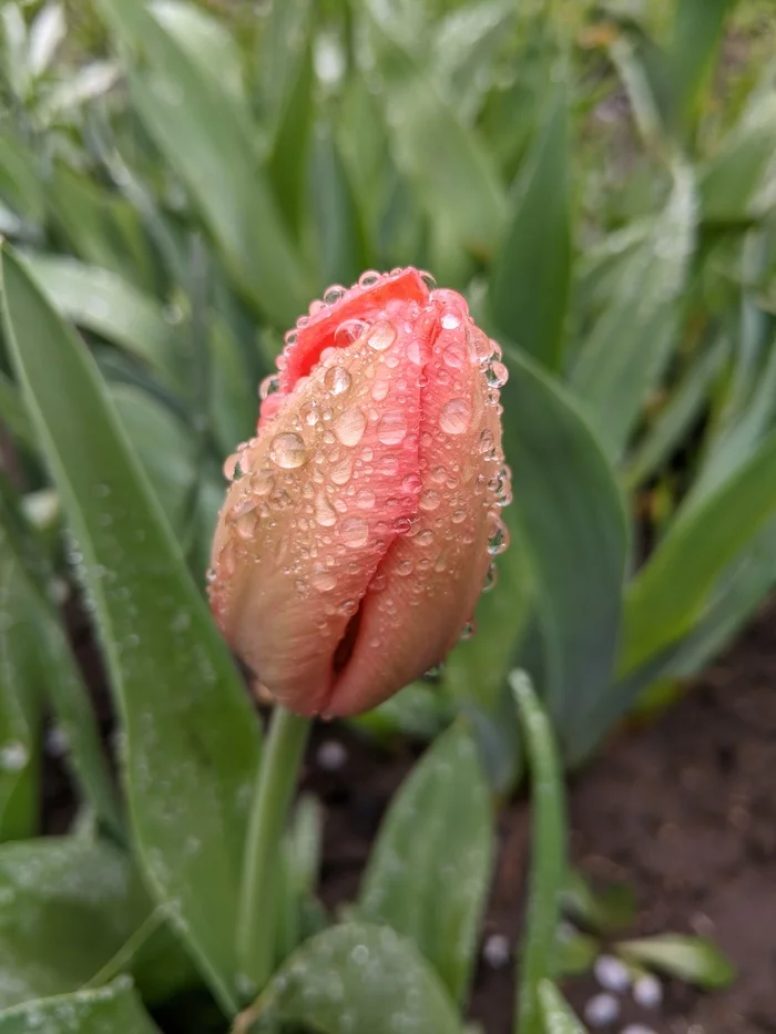 There will be jam tomorrow... - My, Spring, Tulips, Rain, Water drop, Rostov-on-Don, Mobile photography, Longpost