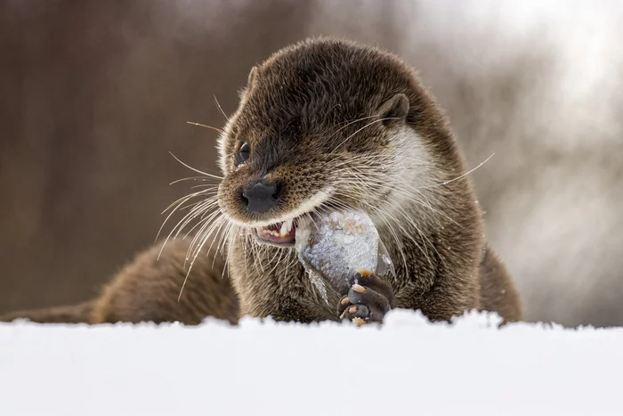 Yummy - Otter, A fish, Yummy, Cunyi, Predatory animals, Wild animals, wildlife, The photo, Krasny Bor, Republic of Belarus, February