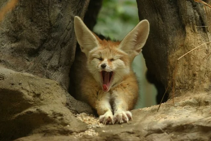 Yawned? Pass it on to someone else - The photo, Wild animals, Fenech, Fox, Predatory animals, Eared