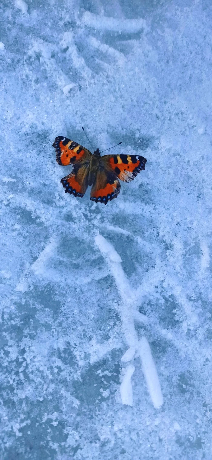 Spring is coming, spring is the way - My, Spring, Butterfly, Snow, April, Murmansk, Longpost