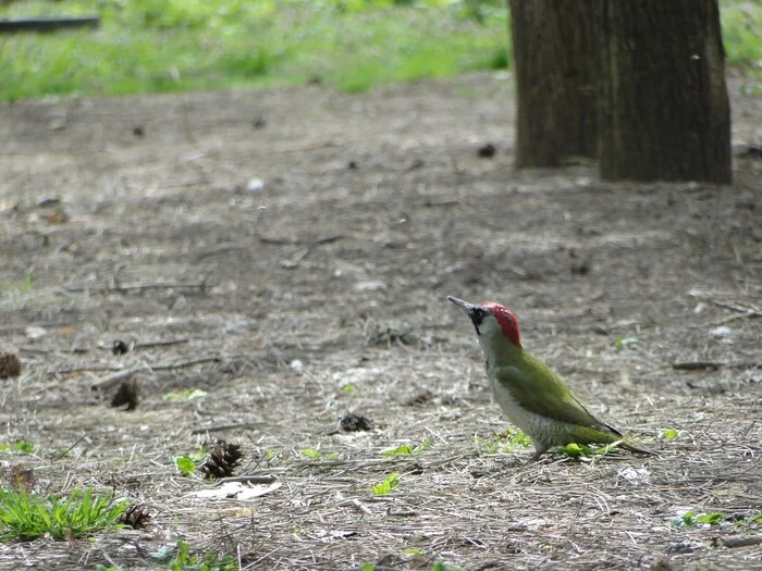 Among the trees - My, The photo, Birds, Green Woodpecker