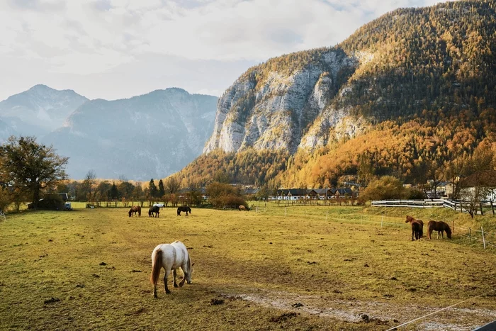 Austria, Obertraun - The photo, Travels, Austria, Nature, Landscape, The mountains, Horses, Canon, Longpost