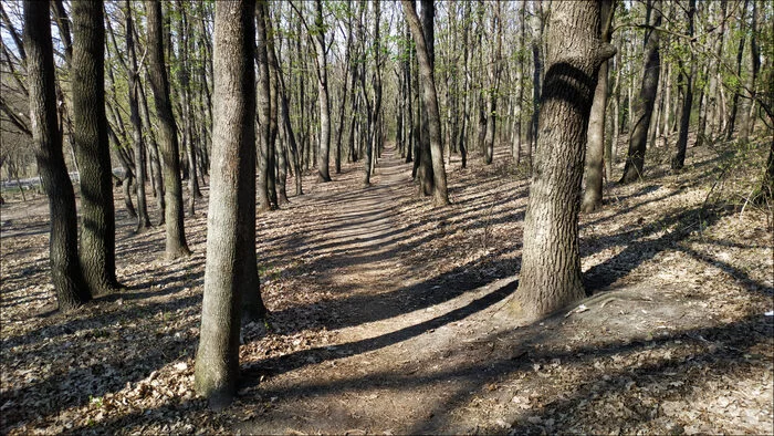 April 9, duty jog - My, Run, Forest, Lake, Sport, Health, Longpost