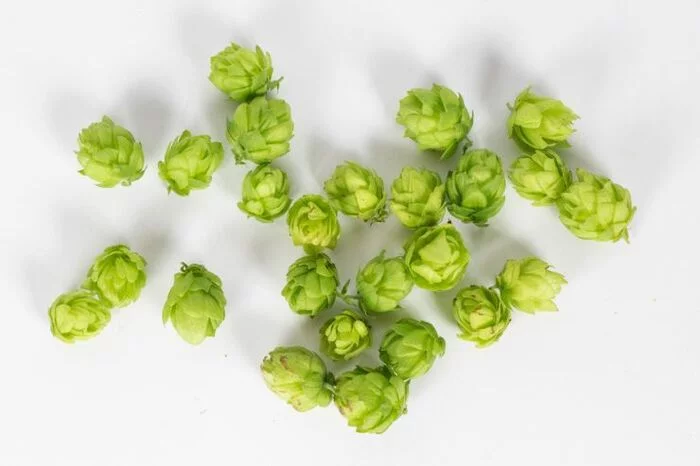 In 2022, the harvest of German hops will be sharply reduced - Alcohol, news, Beer, Hop, Germany, Europe, Harvest
