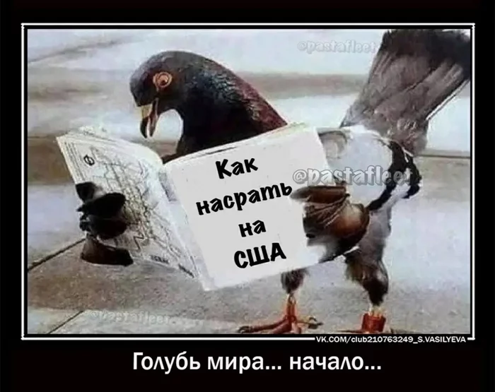 Dove of Peace 2022. Beginning - Humor, Politics, Pigeon, Birds, USA, Russia, Instructions, Demotivator