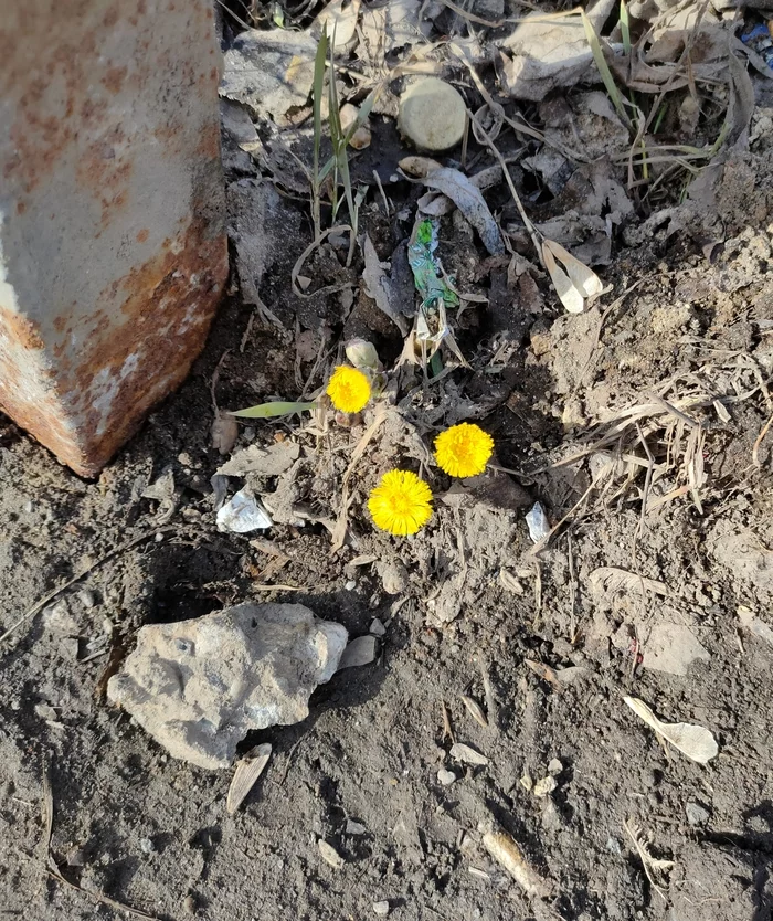 Spring after all - My, Mobile photography, Flowers, Coltsfoot, Milota