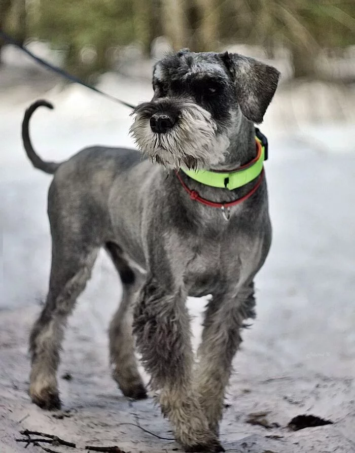 Continuation of the post Standard Schnauzer Gavrik from St. Petersburg - My, Dog, Pets, In good hands, Helping animals, Lost, Animal Rescue, Schnauzers, Standard Schnauzer, Saint Petersburg, No rating, Leningrad region, Reply to post, Longpost