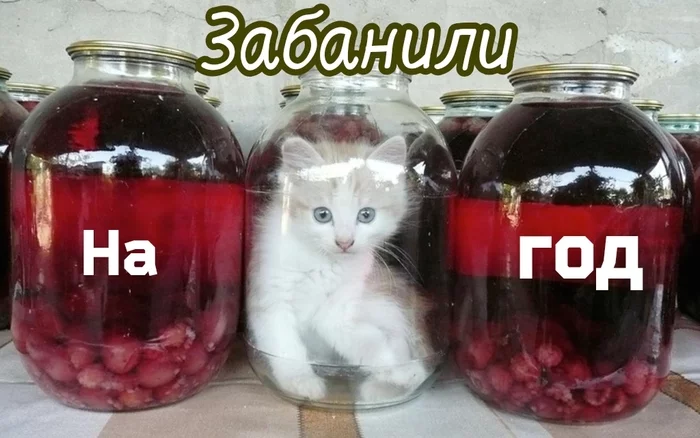 Full zaban - Picture with text, Laugh, cat, Games, Memes, Kittens, Jar, Repeat