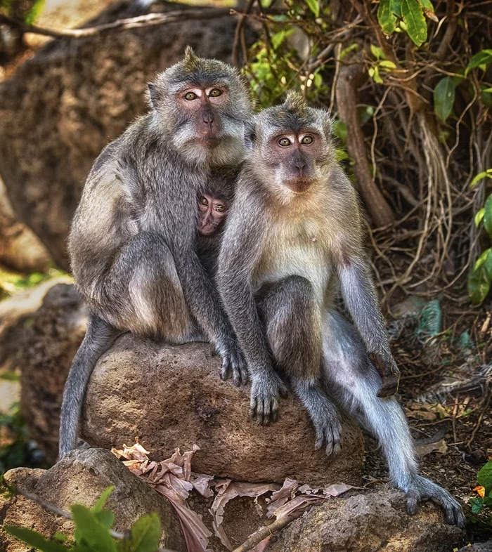 Family photo - Monkey, Primates, Young, Family photo, The photo