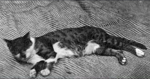 Котики из прошлого Кот, Ретро, Черно-белое фото