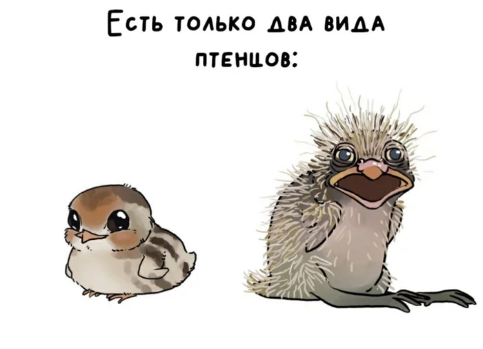 There are two types of chicks - Humor, Memes, Chick, Ornithology, Picture with text