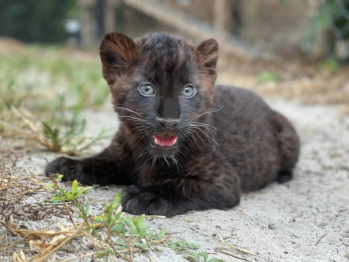 Misha is one year old) - Leopard, Far Eastern leopard, Black Panther, Cat family, Predatory animals, Wild animals, Rare view, Big cats, Red Book, Zoo, Florida, USA, Interesting, Vertical video, Species conservation, It Was-It Was, Video, Soundless, Longpost, Positive