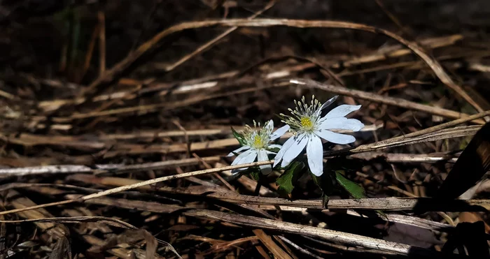 Siberian Spring to you - My, Mobile photography, A bike, Kemerovo region - Kuzbass, Tom, Mrassu, Anemone, Samsung Galaxy S8 plus, Pokatushki, Flowers, Longpost