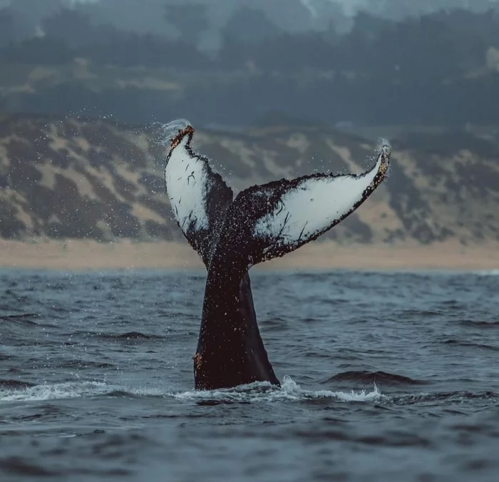 Tail - The photo, Wild animals, Marine life, Tail, Longpost