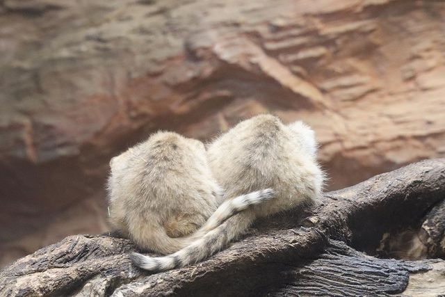 Tails - Sand cat, Small cats, Cat family, Predatory animals, Wild animals, Zoo, The photo, Fluffy, Tail