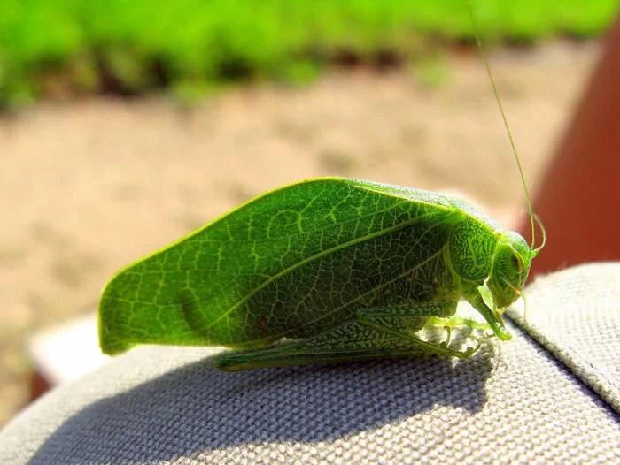 I'm a leaf, a leaf, a leaf... - My, Grasshopper, Africa, Botswana, Mimicry