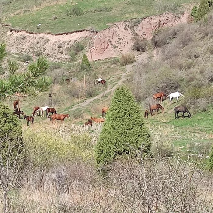 Ala--Archa, Kyrgyzstan, today - My, Mobile photography, Travels, Longpost, Kyrgyzstan, Ala-Archa, The mountains