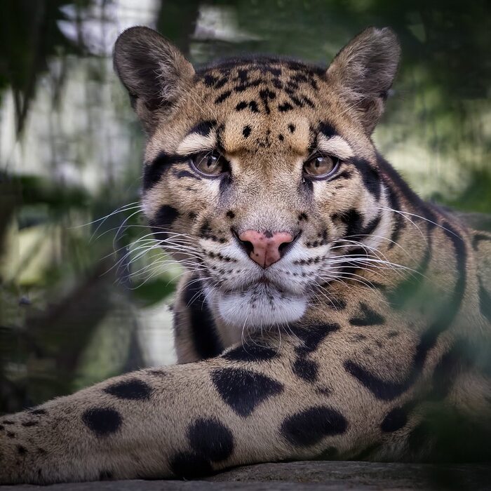 Красавец Дымчатый леопард, Редкий вид, Большие кошки, Семейство кошачьих, Хищные животные, Дикие животные, Зоопарк, Фотография