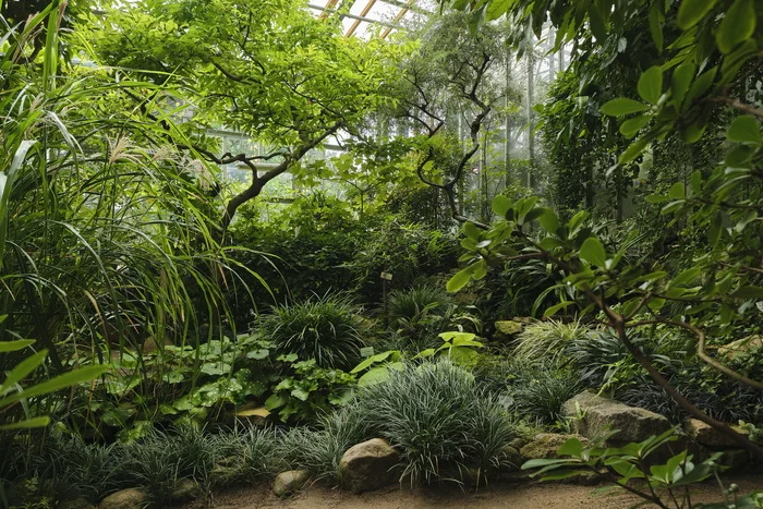 Green and beautiful. Subtropical greenhouses of BIN RAS - My, The photo, Green, Beautiful, Plants, Architecture, Greenhouse, Botanical Garden, Longpost