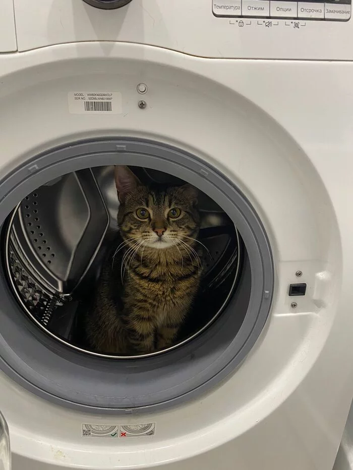 Official Entry to The Pickups - My, cat, Washing machine