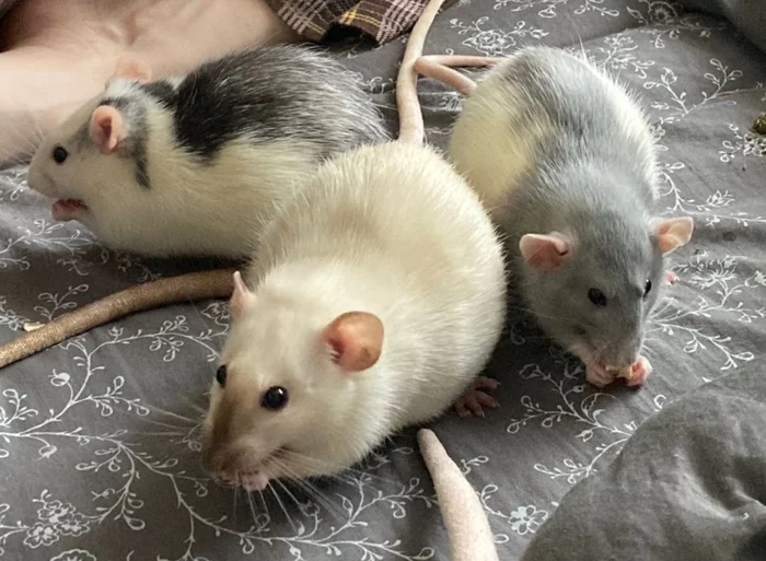 Oh, three fat horses... - My, Rat dumbo, Milota, Pets, Rat