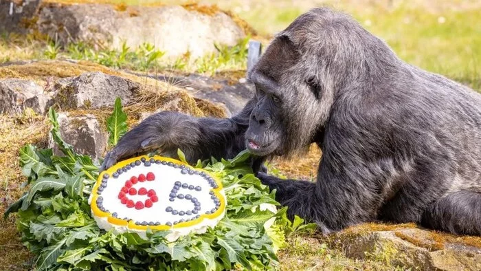 In Berlin, the oldest gorilla in the world named Fatou celebrated its 65th birthday - Gorilla, Birthday, Monkey, Cake, Primates, Zoo, Berlin, Germany