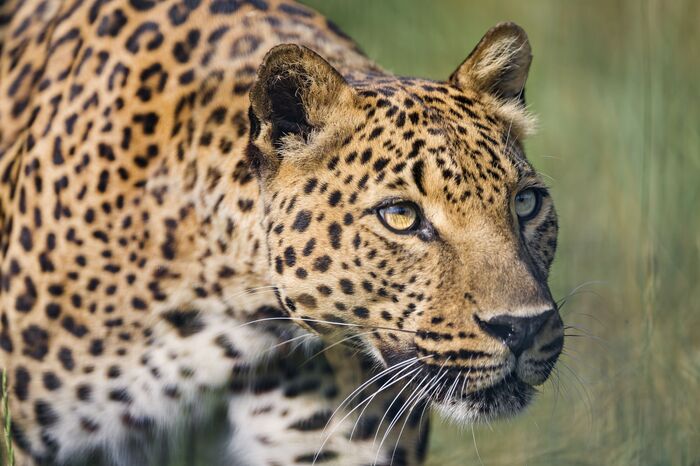 Леопард Редкий вид, Леопард, Большие кошки, Семейство кошачьих, Хищные животные, Дикие животные, Зоопарк, Фотография, Длиннопост