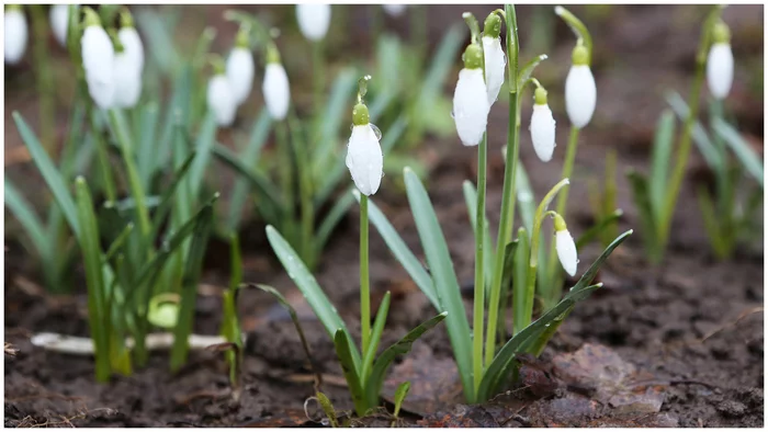 April snowdrops... - My, The photo, Snowdrops flowers, Positive, Desktop wallpaper, 1920x1080, Red Book, Spring, Rare view, beauty of nature, Nature